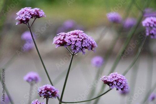 Verbena bonariensis, the purpletop vervain, clustertop vervain, Argentinian vervain, tall verbena or pretty verbena