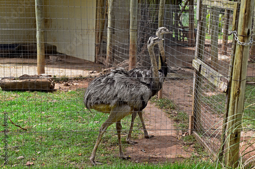 Obraz na płótnie Greater rheas (Rhea americana) on zoo, Rio de Janeiro, Brazil w salonie