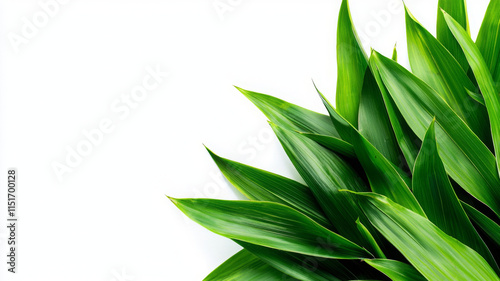 Fresh green pandan leaves arranged beautifully on white background