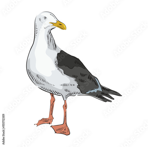 Sea bird, seagull. Gray and white vector Illustration on a white background. Hand drawn engraving style with color filling. The gull looks to the right. Utah State Symbol.