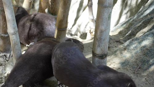 Asian small-clawed otter family interacting in zoo enclosure, 4K daylight footage