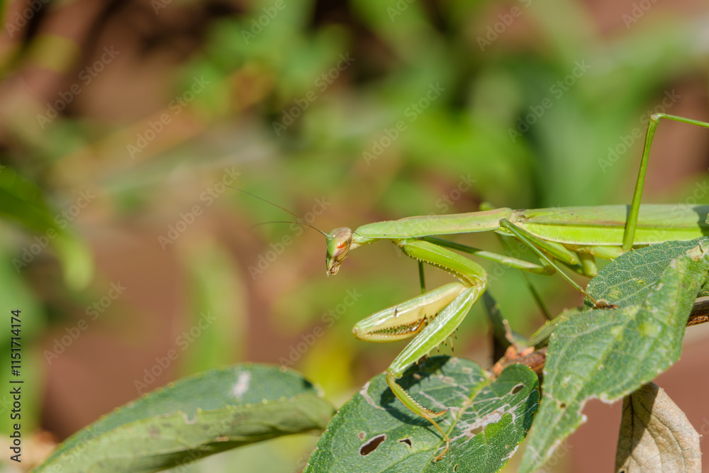 葉の上の緑色のカマキリ 葉の上の緑色のカマキリ