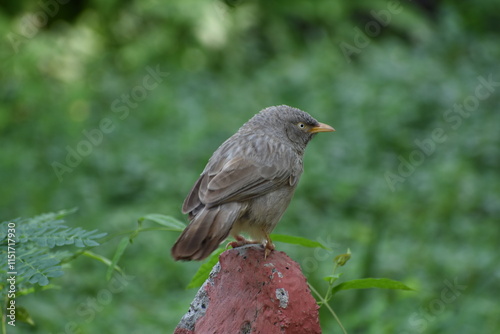 Wallpaper Mural The jungle babbler is a member of the family Leiothrichidae found in the Indian subcontinent. Jungle babblers are gregarious birds that forage in small groups of six to ten birds. Torontodigital.ca