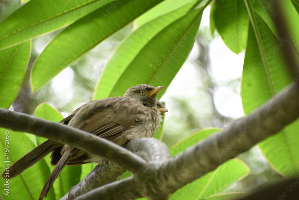 Fototapeta premium The jungle babbler is a member of the family Leiothrichidae found in the Indian subcontinent. Jungle babblers are gregarious birds that forage in small groups of six to ten birds.
