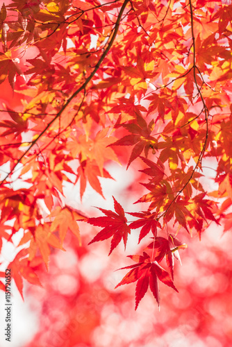 Autumn in Koganei Park, Tokyo, Japan photo