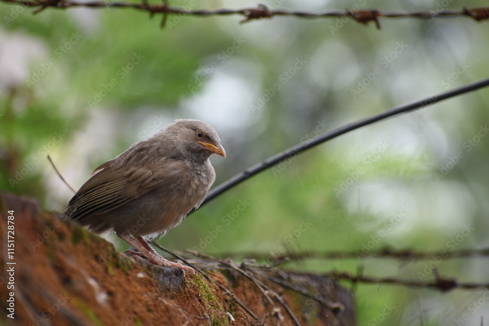 The jungle babbler is a member of the family Leiothrichidae found in the Indian subcontinent. Jungle babblers are gregarious birds that forage in small groups of six to ten birds. The jungle babbler is a member of the family Leiothrichidae found in the Indian subcontinent. Jungle babblers are gregarious birds that forage in small groups of six to ten birds.