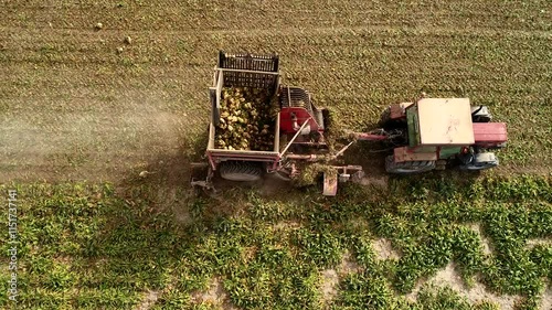 An aerial view shows tractor harvesting sugar beets,loading them into the trailer attached to the back.In this video,the farmer uses the modern methods of tractor to remove sugar beet from the field.