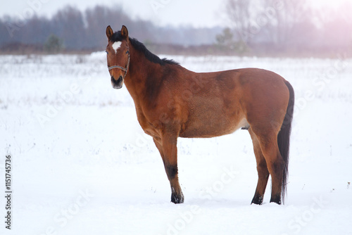 horse stands on a snowy field and looks at the camera