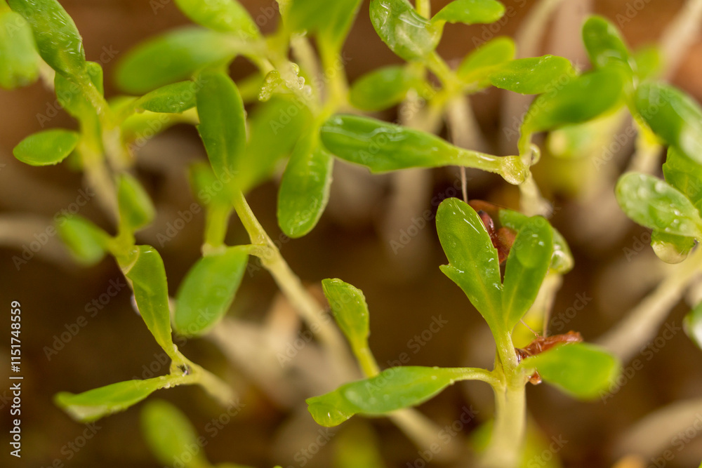 Microgreens watercress. Cress seedlings on a dark background. Growing microgreen sprouts. New life concept Microgreens watercress. Cress seedlings on a dark background. Growing microgreen sprouts. New life concept