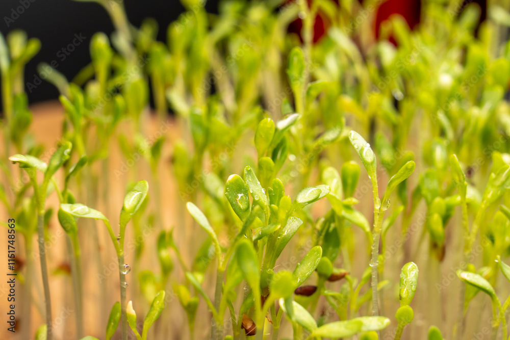 Microgreens watercress. Cress seedlings on a dark background. Growing microgreen sprouts. New life concept Microgreens watercress. Cress seedlings on a dark background. Growing microgreen sprouts. New life concept