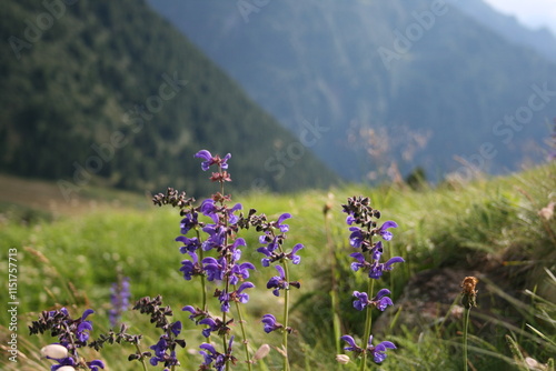in the foreground purple mountain flowers