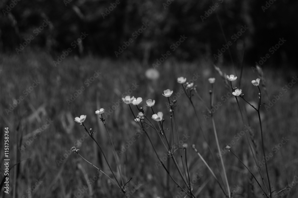 Fototapeta premium field of daisies