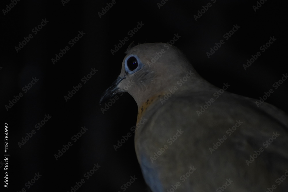 The laughing dove is a small pigeon that is a resident breeder in Africa, the Middle East, South Asia, and Western Australia where it has established itself in the wild after being released from Perth The laughing dove is a small pigeon that is a resident breeder in Africa, the Middle East, South Asia, and Western Australia where it has established itself in the wild after being released from Perth