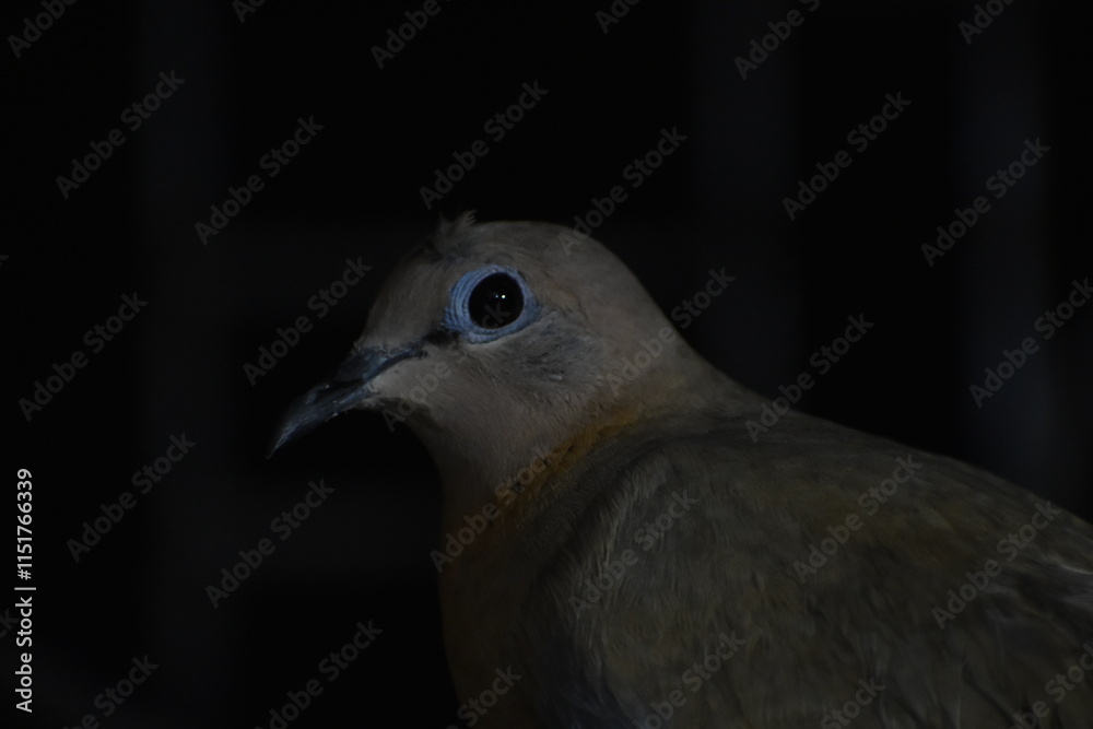 Fototapeta premium The laughing dove is a small pigeon that is a resident breeder in Africa, the Middle East, South Asia, and Western Australia where it has established itself in the wild after being released from Perth