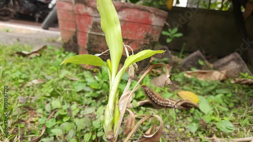 Orgyia leucostigma. Its other name white-marked tussock moth and caterpillar. This is a moth in the family Erebidae. Larva of Orgyia leucostigma.

 photo