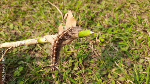 Orgyia leucostigma. Its other name white-marked tussock moth and caterpillar. This is a moth in the family Erebidae. Larva of Orgyia leucostigma.

 photo