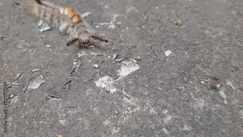 Orgyia leucostigma. Its other name white-marked tussock moth and caterpillar. This is a moth in the family Erebidae. Larva of Orgyia leucostigma.

 photo