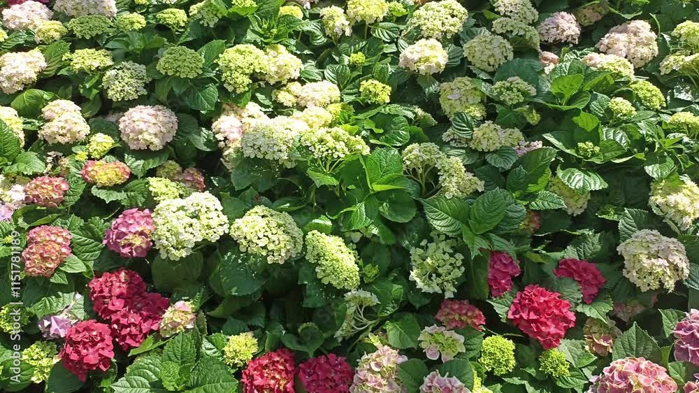blooming white pink hydrangea macrophylla flower field garden horticulture blooming white pink hydrangea macrophylla flower field garden horticulture