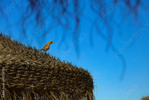 Vogel auf Stroh Dach
