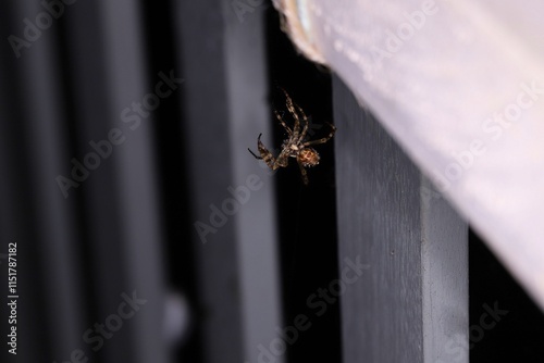 Ventral view of Garden Orb Weaver spider (Eriophora transmarina) at night, South Australia photo