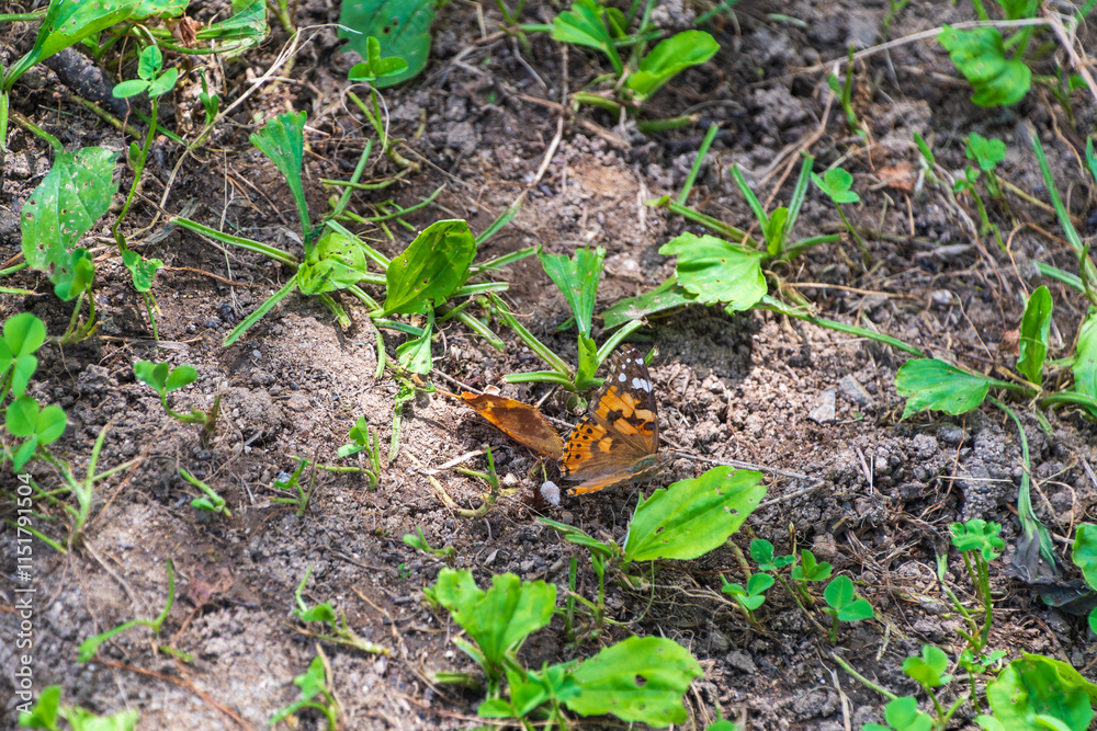 Obraz premium 地面で休むオレンジ模様の蝶