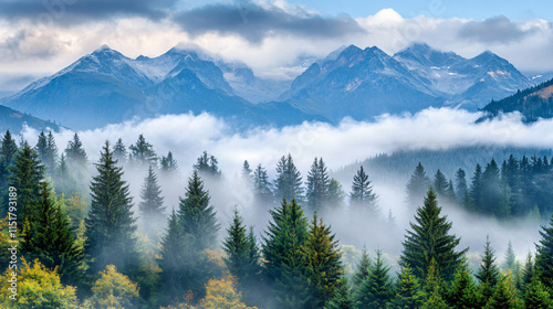Misty spruce forest with low clouds in mountains. Natural background and atmospheric weather conditions with fog, landscape, Generative ai
