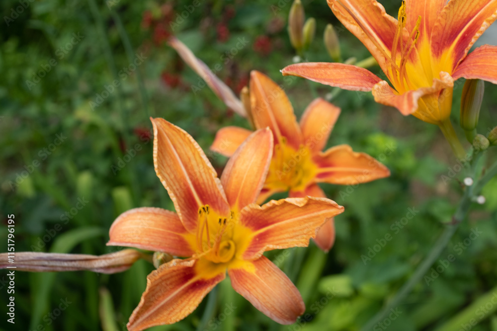 Blooming orange lily flowers. Tiger lilies in the garden for publication, design, poster, calendar, post, screensaver, wallpaper, postcard, banner, cover, website. High quality photo Blooming orange lily flowers. Tiger lilies in the garden for publication, design, poster, calendar, post, screensaver, wallpaper, postcard, banner, cover, website. High quality photo