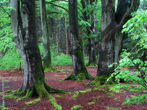 alte Buchen im Darß, einem Naturschutzgebiet im Nationalpark an der Ostseeküste photo