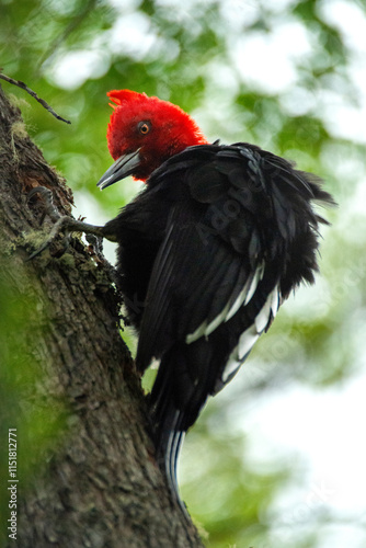 Giant Woodpecker Magellanicus taps on a tree trunk in Patagonia on the border with Tierra del Fuego between Argentina and Chile photo