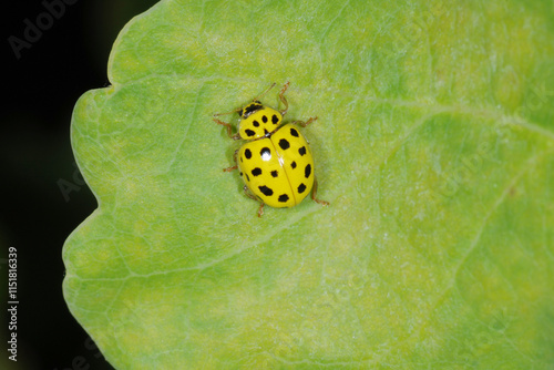 Marienkäfer, Zweiundzwanzigpunkt-Marienkäfer, Psyllobora vigintiduopunctata photo