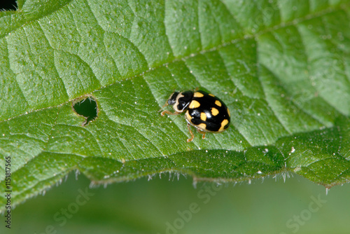 Vierzehnpunkt-Marienkäfer,  Schachbrett-Marienkäfer, Propylea quatuordecimpunctata photo