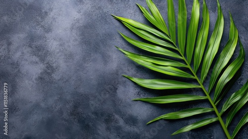 Vibrant green palm frond rests against a charcoal grey background, creating a striking contrast and offering abundant empty copy space for design elements or text.