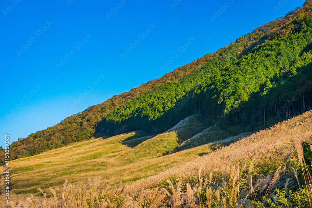 Sengokuhara Pampas Grass Field - Hakone Sengokuhara Pampas Grass Field - Hakone