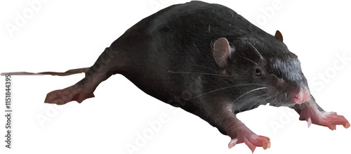 Rat Illustration on Transparent Background