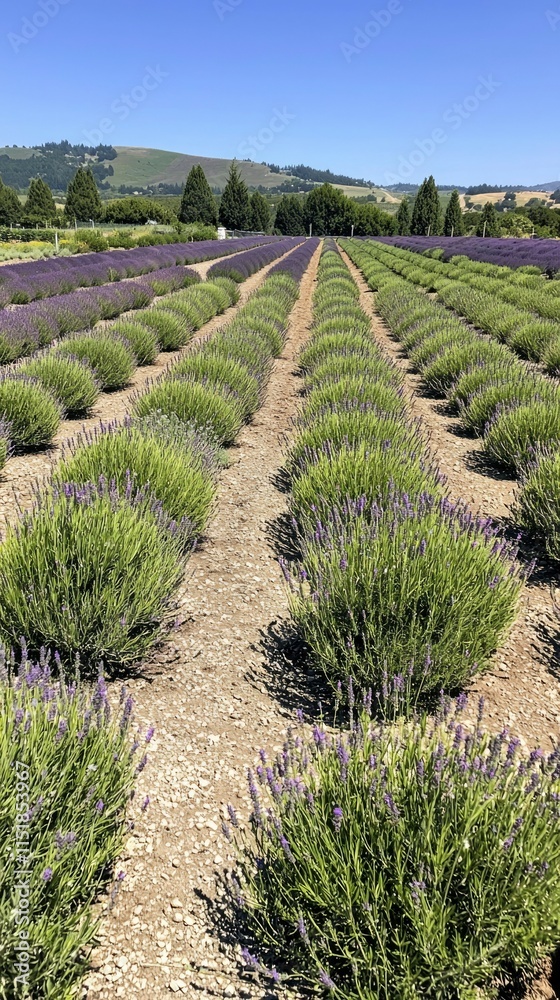 Lavender Fields Rows Under A Sunny Sky Lavender Fields Rows Under A Sunny Sky