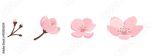 Pink cherry flower blooming stages