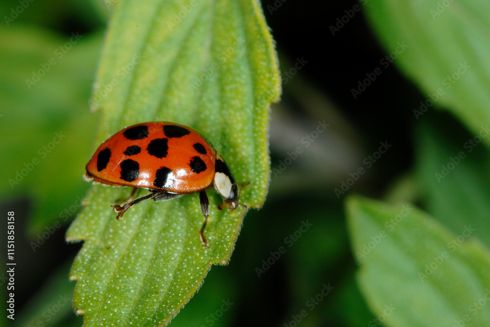 Fototapeta premium Marienkäfer, Asiatischer, Harmonia axyridis