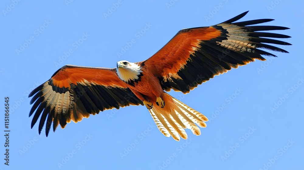 Fototapeta premium Majestic Red Kite Soaring In Azure Sky