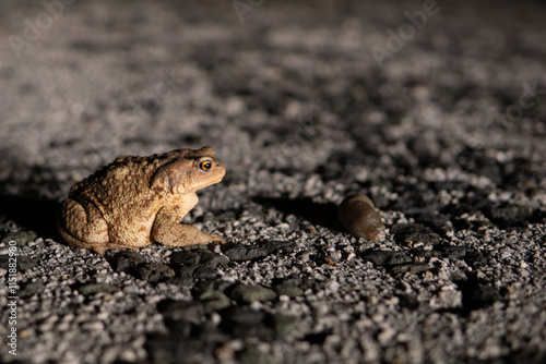 .FrogBufo bufo