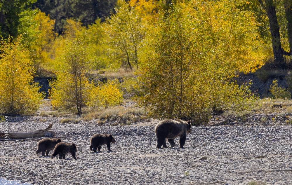 Grizzly Bear Sow and Cubs in Atuumn in Grand Teton National Park Wyoming Grizzly Bear Sow and Cubs in Atuumn in Grand Teton National Park Wyoming