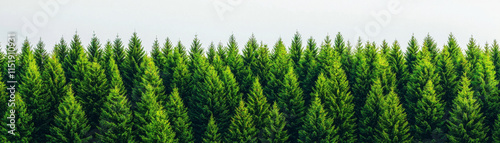 Lush green forest with tall trees showcasing nature beauty and tranquility
