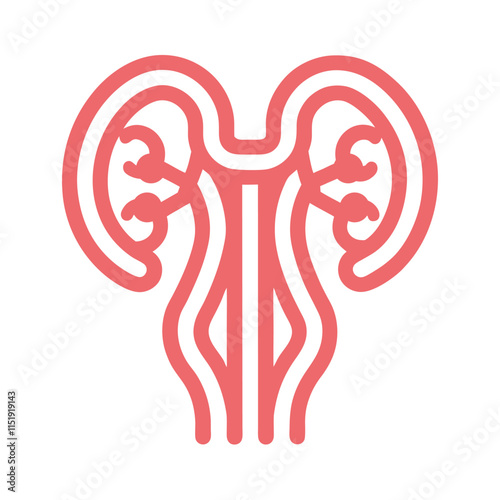 Urinary System Vector Design for Education
