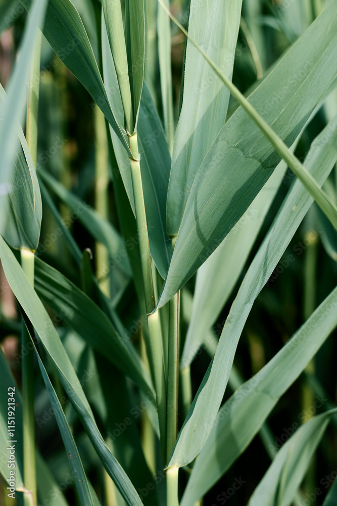 Obraz premium Close-up of lush green leaves and stalks of bulrush in natural light.