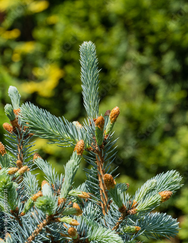 Silver blue Spruce Picea pungens Hoopsii on blurred background. Young blue needles on new branches silver-blue spruce Picea pungens Hoopsii. Selective focus. Nature concept for christmas design photo