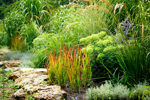 Erianthus, miscanthus, pennesetum in landscape design. Cereal grasses miscanthus in park landscaping. Landscape design, gardens and parks.  