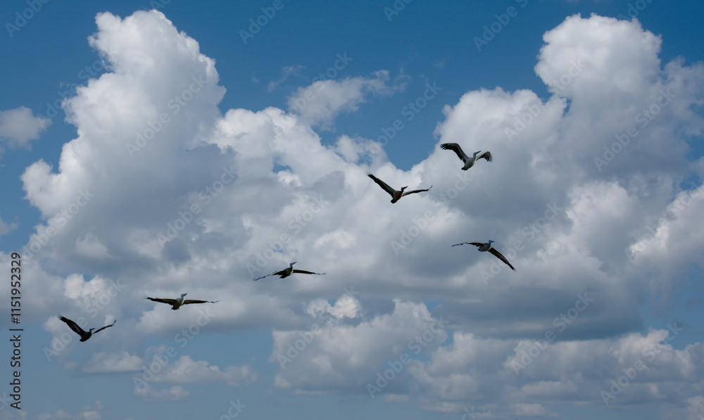 West Africa. Senegal. A small flock of pelicans fly together against the background of clouds and blue sky. West Africa. Senegal. A small flock of pelicans fly together against the background of clouds and blue sky.