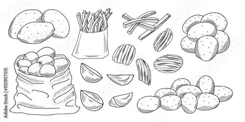 Potato set. Hand drawn French fries, potato tubers, potato chips, and rustic potatoes. Sketch style drawing collection vector illustrations.