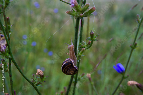 Snail