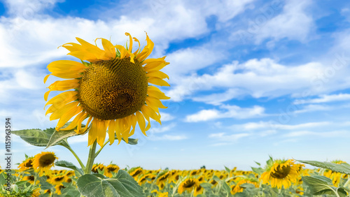 Sprawling sunflower field nearing harvest, glowing under the warm sunlight. The vibrant yellow blooms stretch toward the sky symbolizing abundance and the beauty of nature cycles