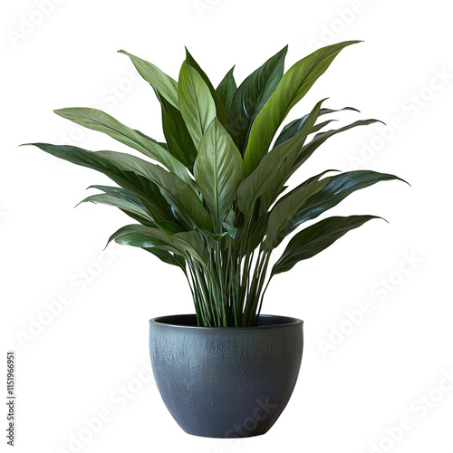 Peace Lily in a Dark Pot, Perfect for Interior Decor png isolated on transparent background photo